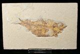 Bargain Knightia Fossil Fish - Wyoming #16477-1
